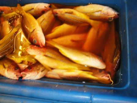 Hilo fish